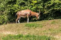 ZOO Dvůr Králové