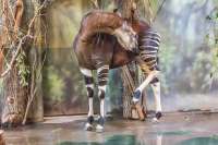 ZOO Dvůr Králové