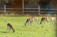 ZOO Dvůr Králové