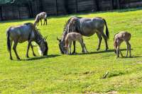 ZOO Dvůr Králové