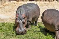 ZOO Dvůr Králové
