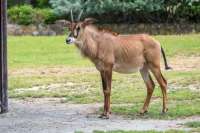 ZOO Dvůr Králové