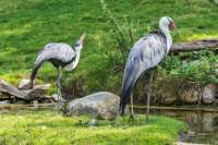 ZOO Dvůr Králové