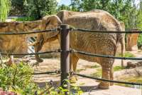 ZOO Dvůr Králové