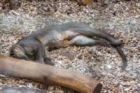 ZOO Dvůr Králové