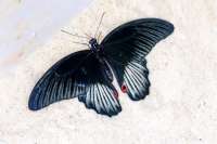 Motýli