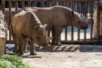 ZOO Dvůr Králové 20. 8. 2020