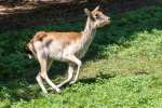 ZOO Dvůr Králové 20. 8. 2020
