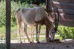 ZOO Dvůr Králové 20. 8. 2020