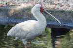 ZOO Dvůr Králové 20. 8. 2020